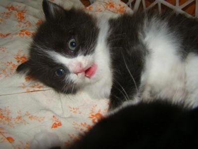 Лот: 4379279. Фото: 1. Милый пушистый котенок. Кошки, котята