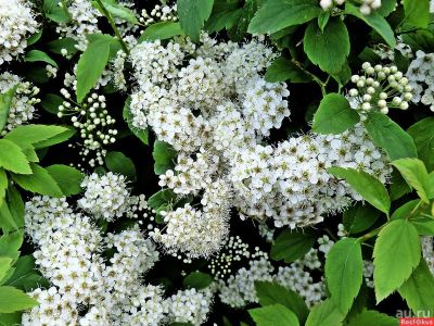 Лот: 17567287. Фото: 1. Спирея саженцы. Декоративные кустарники и деревья