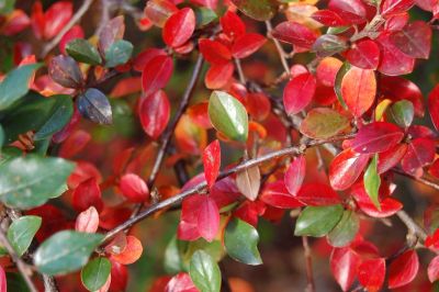 Лот: 7670033. Фото: 1. Саженцы Кизильник блестящий (Cotoneaster... Декоративные кустарники и деревья