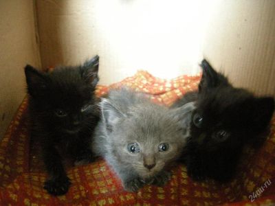 Лот: 122410. Фото: 1. Отдадим котенка в хорошие руки. Остальные животные