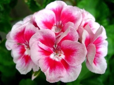 Лот: 5280513. Фото: 1. Пеларгония зональная " PAC Flower... Горшечные растения и комнатные цветы