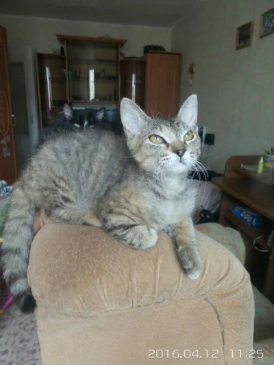 Лот: 7361388. Фото: 1. Котенок сфинкс браш. Кошки, котята