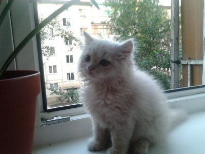 Лот: 3083717. Фото: 1. Котёнок в добрые руки. Кошки, котята