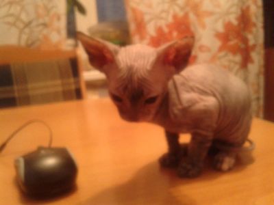 Лот: 5311013. Фото: 1. Сфинкс котенок. Кошки, котята