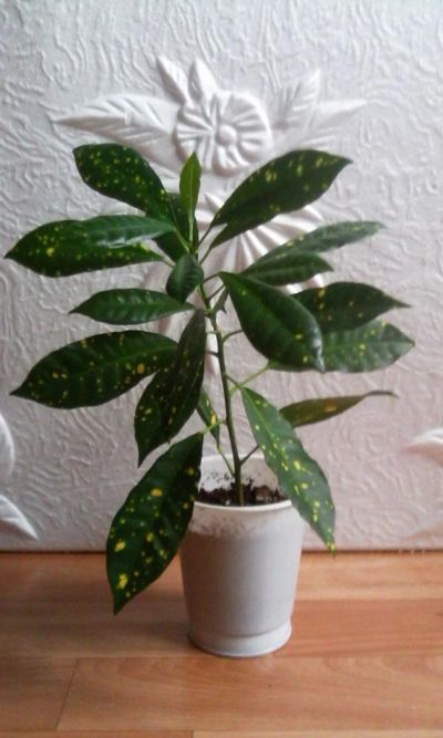 Лот: 10546389. Фото: 1. Кротон1. Горшечные растения и комнатные цветы