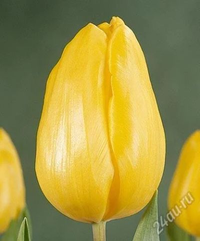 Лот: 2573792. Фото: 1. тюльпаны extra класса желтые strong-gold. Разное