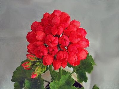 Лот: 7063924. Фото: 1. Пеларгония тюльпановидная Red... Горшечные растения и комнатные цветы