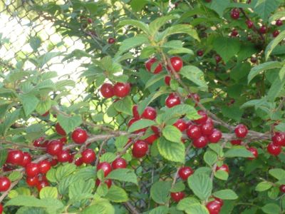 Лот: 6008727. Фото: 1. вишня, вкусненькая очень ягода... Ягоды, орехи
