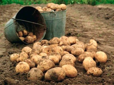 Лот: 10274869. Фото: 1. Продам картофель, урожай 2017... Картофель