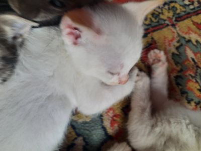 Лот: 20756982. Фото: 1. Котята. Кошки, котята