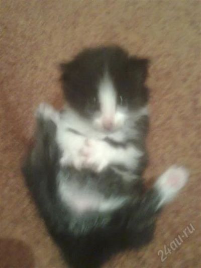 Лот: 1439759. Фото: 1. отдам прилестного котенка. Кошки, котята