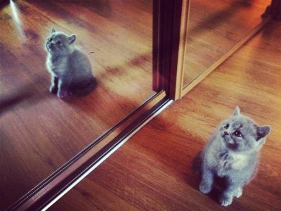 Лот: 3162399. Фото: 1. Продам Британскую кошечку 2 мес... Кошки, котята