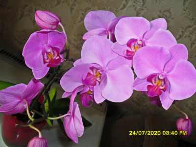 Лот: 16299817. Фото: 1. Цветущая орхидея + бонусом Декабрист. Горшечные растения и комнатные цветы