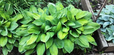 Лот: 15940286. Фото: 1. Хоста Жанет (hosta Janet). Садовые цветы