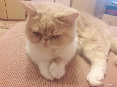 Лот: 13334332. Фото: 1. Экзот (экзотическая короткошерстная... Кошки, котята