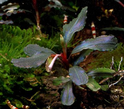 Лот: 5946662. Фото: 1. Bucephalandra sp. Central Cali... Водные растения