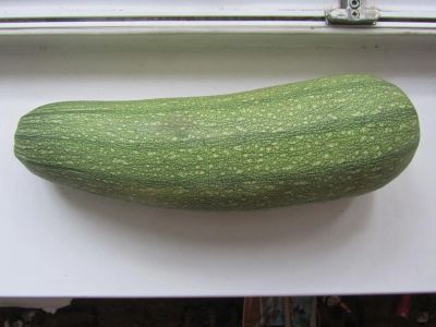 Лот: 4538186. Фото: 1. Кабачок 3. Овощи, фрукты, зелень