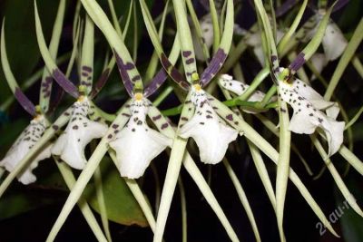 Лот: 1137580. Фото: 1. Орхидея Brassia Rex Sakata. Горшечные растения и комнатные цветы