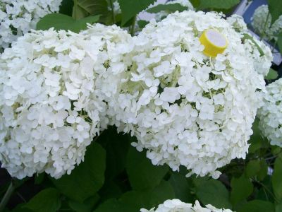 Лот: 4433005. Фото: 1. Гортензия древовидная. Декоративные кустарники и деревья