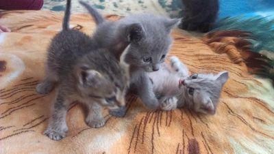 Лот: 5199653. Фото: 1. Отдам котят от британки. Кошки, котята