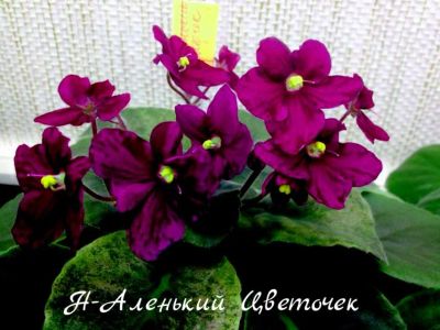 Лот: 6149365. Фото: 1. Минифиалка сортовая Н-Аленький... Горшечные растения и комнатные цветы