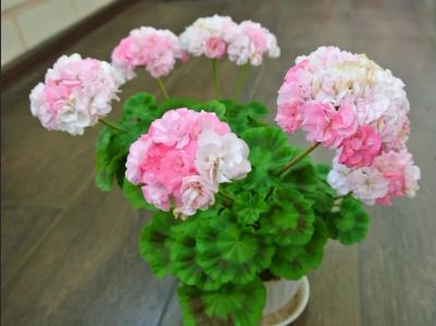 Лот: 18578777. Фото: 1. Пеларгония Ю Ася. Горшечные растения и комнатные цветы