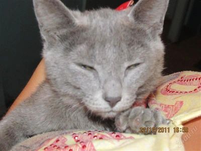 Лот: 1436761. Фото: 1. Отдам кошечку в хорошие руки. Кошки, котята