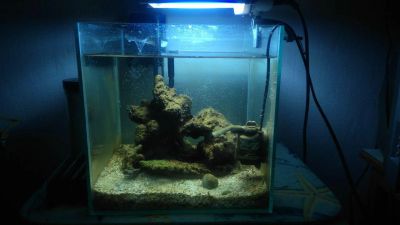 Лот: 11473711. Фото: 1. Морской аквариум комплектом (лучший... Аквариумы, террариумы