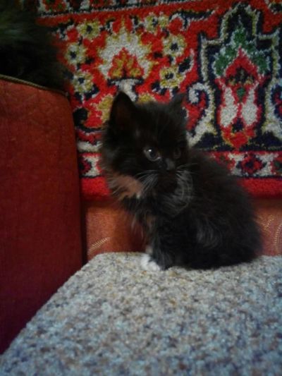 Лот: 7294592. Фото: 1. Котенок бесплатно! От кошки крысоловки... Кошки, котята