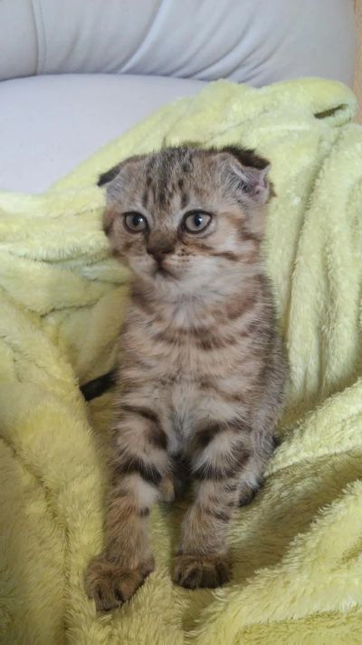 Лот: 3706817. Фото: 1. Красивые шотландские котятки. Кошки, котята