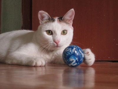 Лот: 7886531. Фото: 1. Молодая кошечка. Кошки, котята