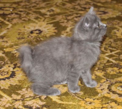 Лот: 15277245. Фото: 1. котята котенок (хвост крючком). Кошки, котята