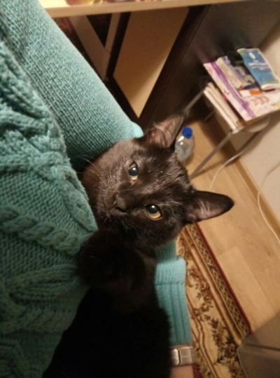 Лот: 10804226. Фото: 1. Отдам котенка. Кошки, котята