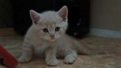 Лот: 4420300. Фото: 1. Красивые,крупные котята скотишь-страйд... Кошки, котята