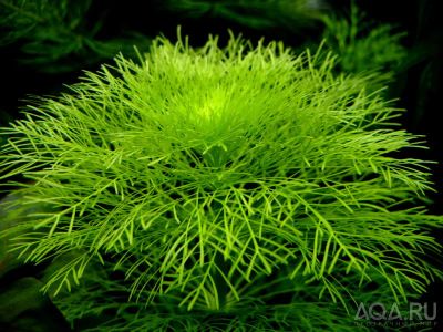 Лот: 10613988. Фото: 1. Амбулия (Limnophila aquatica). Водные растения
