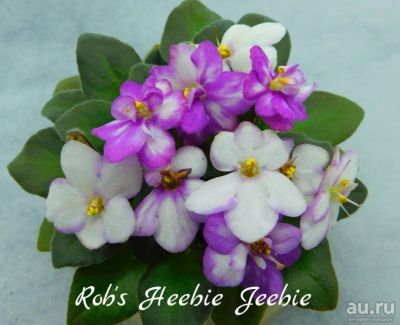 Лот: 8433485. Фото: 1. Мини фиалка Rob's Heebie Jeebie... Горшечные растения и комнатные цветы