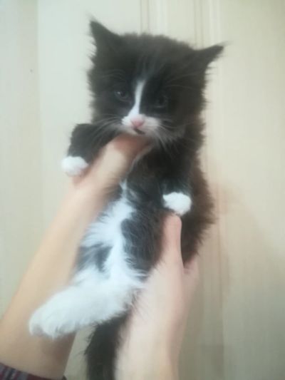 Лот: 12775125. Фото: 1. котята. Кошки, котята
