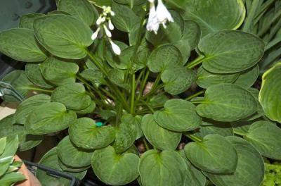 Лот: 22647316. Фото: 1. хоста Тиспон (hosta Teaspoon). Садовые цветы