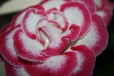 Лот: 4331596. Фото: 1. Глоксиния красно-белая (цветущая... Горшечные растения и комнатные цветы