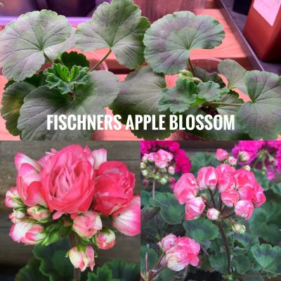 Лот: 14831897. Фото: 1. Пеларгония Fischer"s Appleblossom... Горшечные растения и комнатные цветы