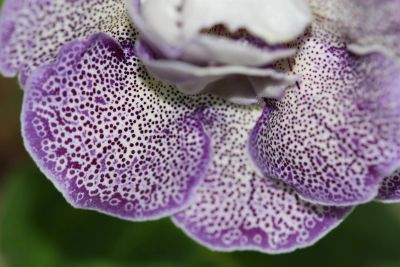 Лот: 2994160. Фото: 1. Глоксиния 18 (цветущая). Горшечные растения и комнатные цветы