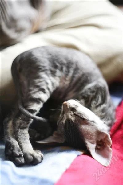 Лот: 2794197. Фото: 1. котенок донского сфинкса.мальчик. Кошки, котята