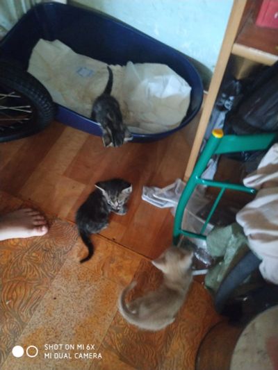 Лот: 19080639. Фото: 1. Котята. Кошки, котята