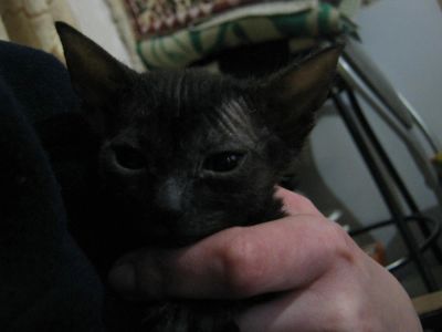 Лот: 4179047. Фото: 1. Донской сфинкс девочка. Кошки, котята