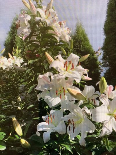 Лот: 17479610. Фото: 1. Лилия Претти Вумен-дерево Зимостойкая. Садовые цветы