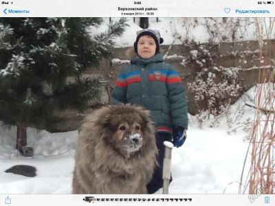 Лот: 5734781. Фото: 1. Шерсть кавказской овчарки. Другое (животные и уход)