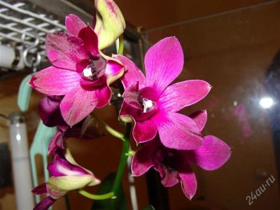 Лот: 2346188. Фото: 1. Орхидея Дендробиум. Горшечные растения и комнатные цветы
