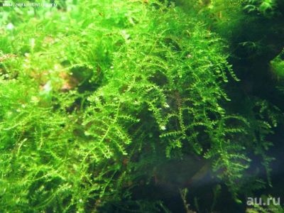 Лот: 15912838. Фото: 1. Мох Восточный Калимантан (moss... Водные растения