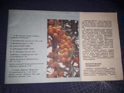 Лот: 14845902. Фото: 1. Облепиха / возможен обмен. Сад, огород, цветы