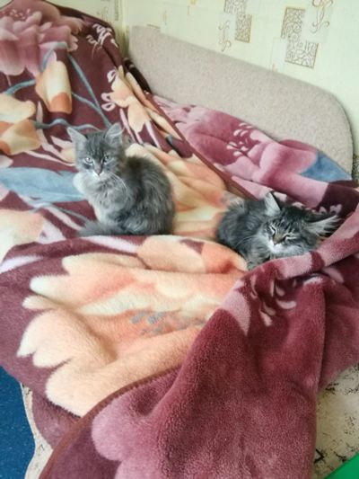 Лот: 25317241. Фото: 1. Котята. Кошки, котята